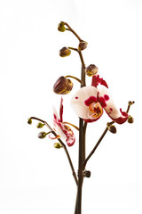 Phalaenopsis flower