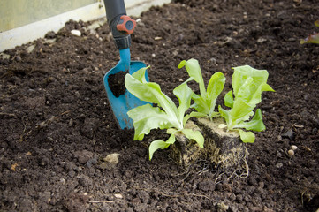 Salat einpflanzen im Gewächshaus