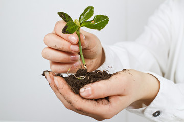 plant in hands