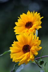 Das doppelte Lottchen