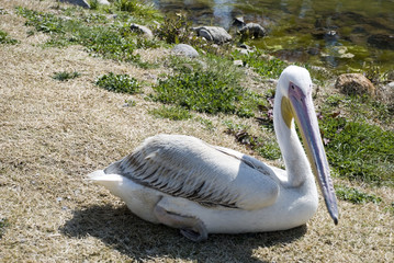 Fototapeta na wymiar pelican 4