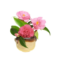 Camellia arrangement