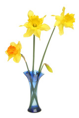 Daffodils in a blue vase