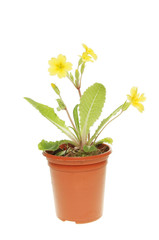 Primrose in pot