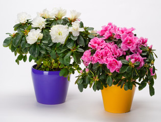 two azaleas in pots - 30745538
