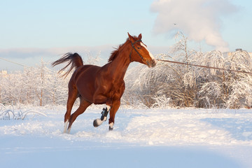 Horse In Winter