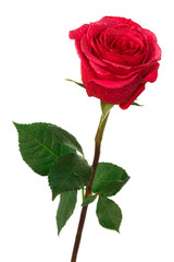 Fototapeta premium scarlet rose