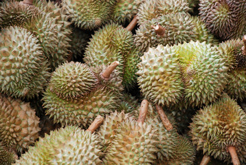 Naklejka na ściany i meble Durian owoc