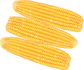 Groups of raw corns