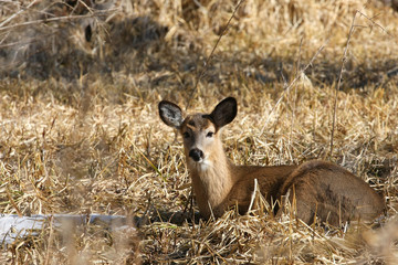 White-tailed Deer