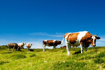 herd of cows on a alpine meadow