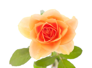 wet orange rose