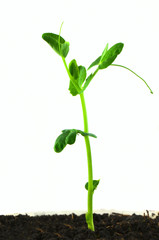Pea plant