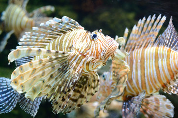 Lion Fish (Pterois)