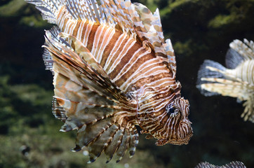 Fototapeta na wymiar Lion Fish (Pterois)