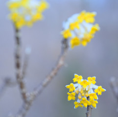 Flower Abstract