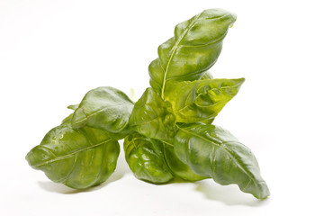 Fresh leaves of basil