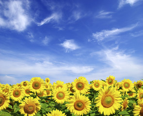 sunflower field