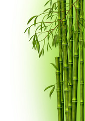 Naklejka premium Бамбуковая роща, фон из стеблей бамбука