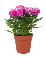 Naklejka na ściany i meble pink chrysanthemum flowers in pot