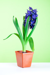hyacinth blossom in pot