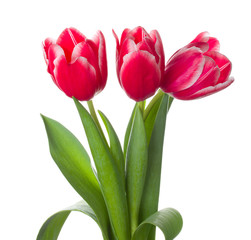 three red-white tulips bouquet