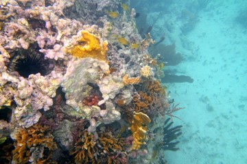 Fototapeta na wymiar Coral reef in Mayan Riviera Cancun Mexico