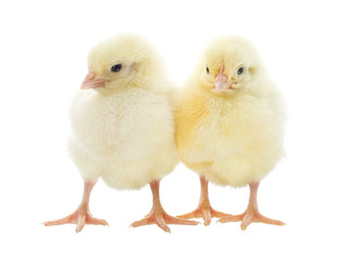 two chicks