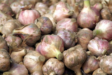 Fresh Garlic for Sale