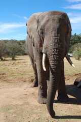 Fototapeta premium elephant in africa