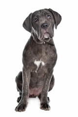 Cane Corso or Italian Mastiff