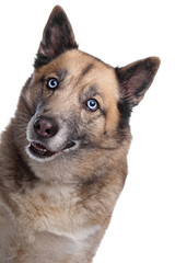 mixed breed dog of a husky and a German shepherd