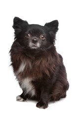 Obraz premium Chihuahua