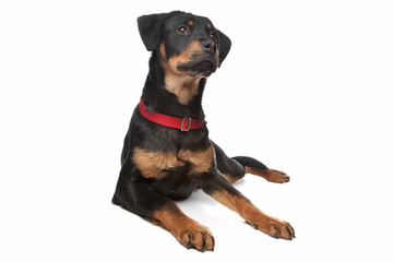 Obraz premium Rottweiler puppy