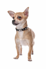 short haired chihuahua