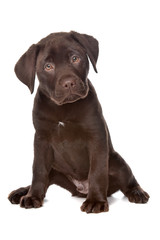 Obraz premium Chocolate Labrador