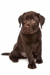 Chocolate Labrador
