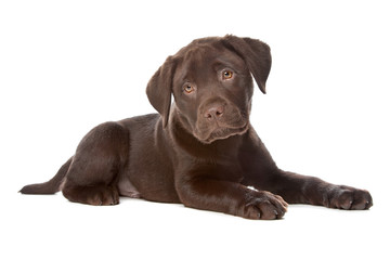 Obraz premium Chocolate Labrador