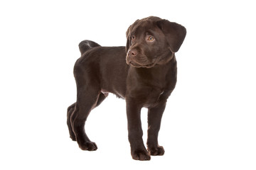 Obraz premium Chocolate Labrador