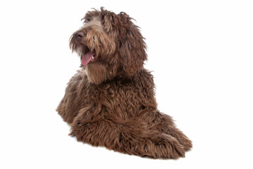 Labradoodle