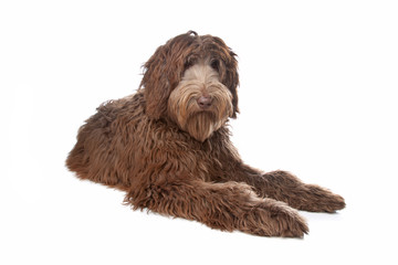 Labradoodle