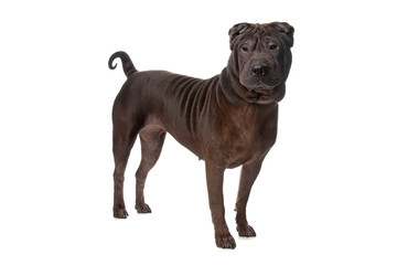 shar pei