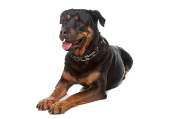 Obraz premium Rottweiler