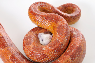 Naklejka premium Corn Snake (Elaphe guttata) trapping a white mouse