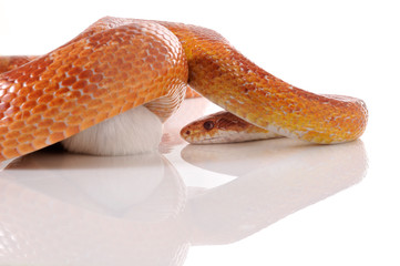 Corn Snake (Elaphe guttata) trapping a white mouse - 30755705