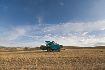 Obraz premium 丰收的田园