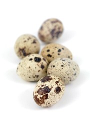 Obraz premium Quail Eggs