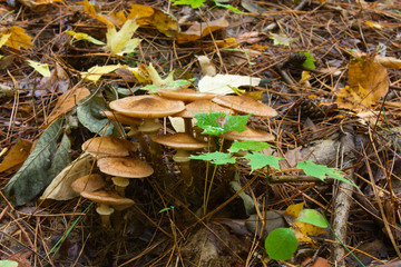 Armillaria mellea