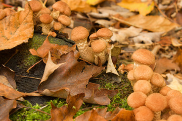 Armillaria mellea on old stub