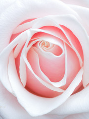 Delicate pink rose macro